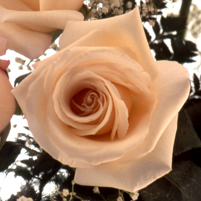 Rose in a Bouquet