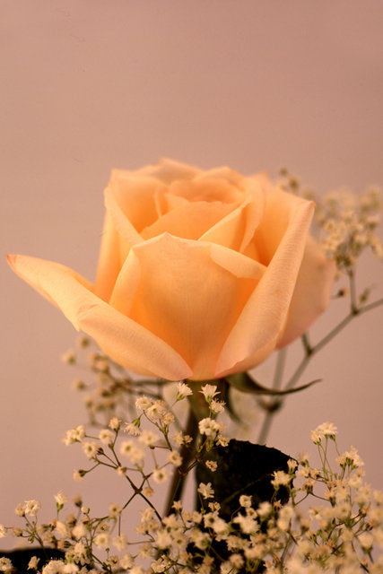 Salmon Rose