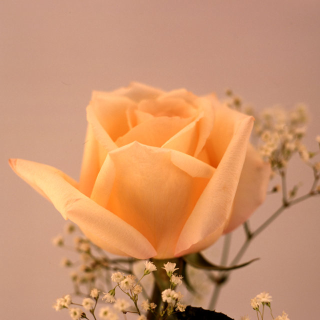 Salmon Rose
