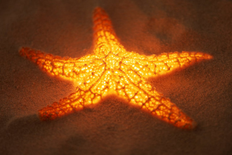Glowing Starfish