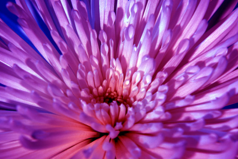 Spider Mum