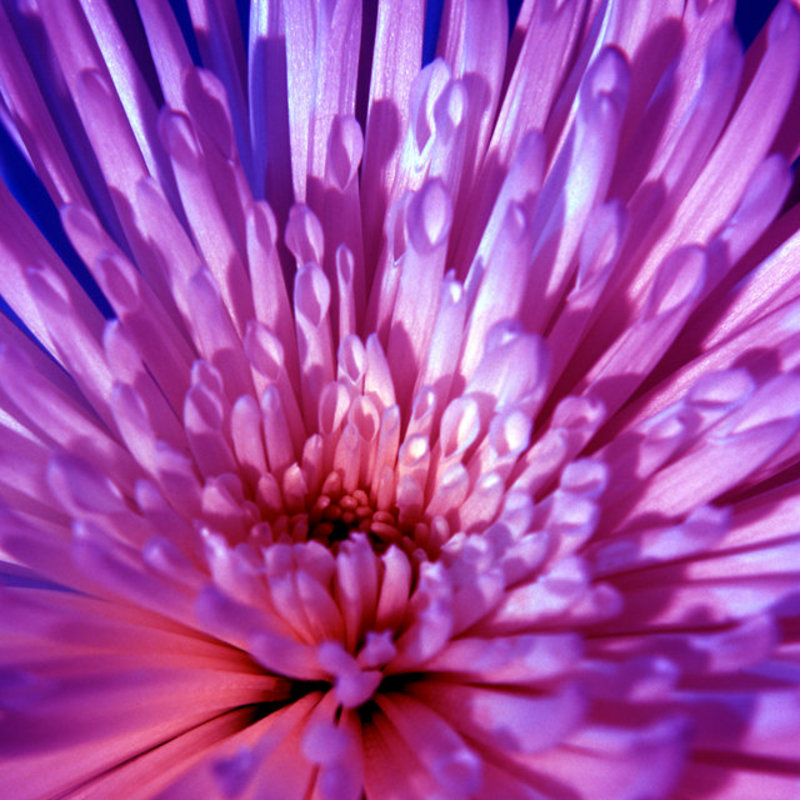 Spider Daisy