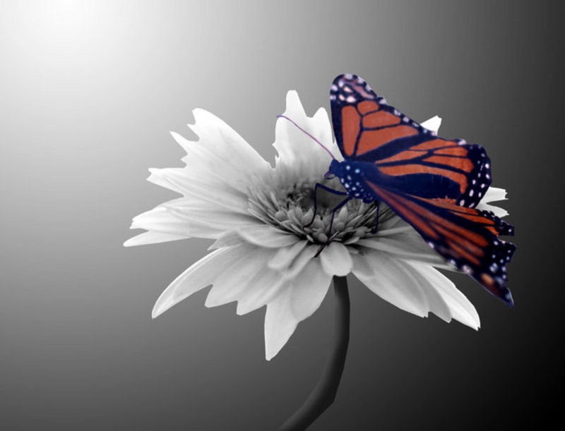 Monarch