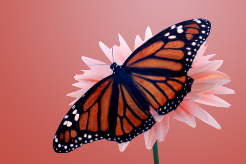 Monarch