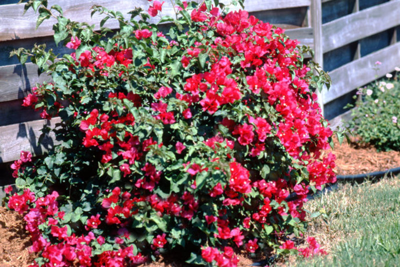 Bougainvillea