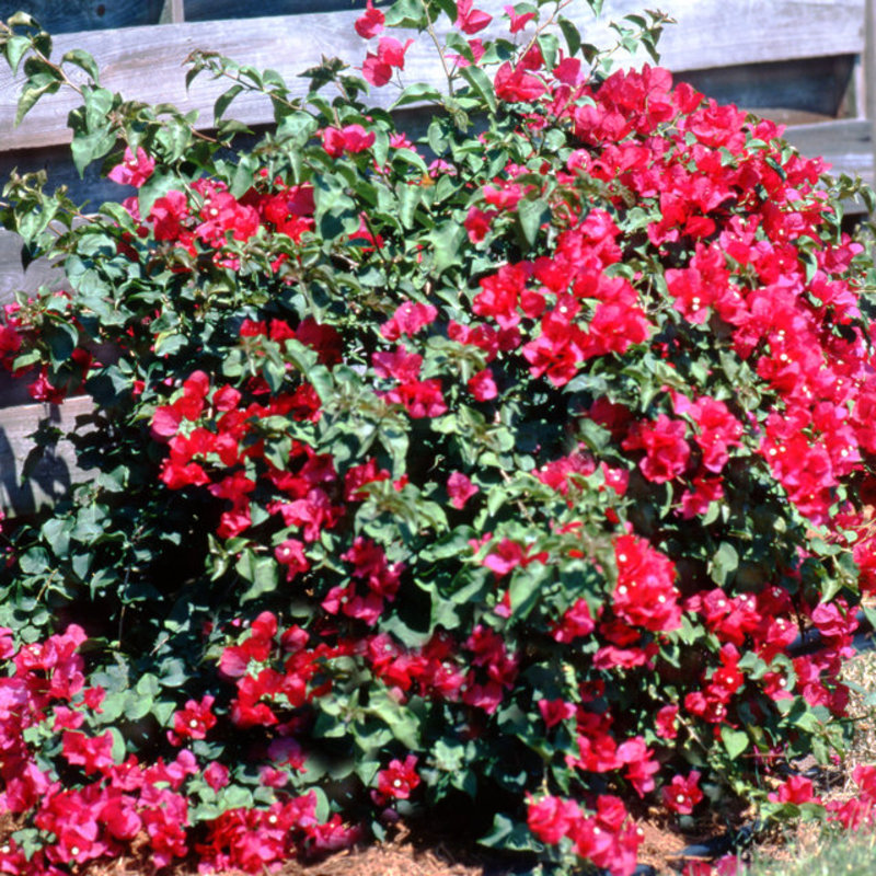 Bougainvillea