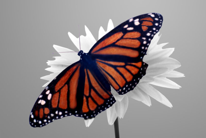 Monarch