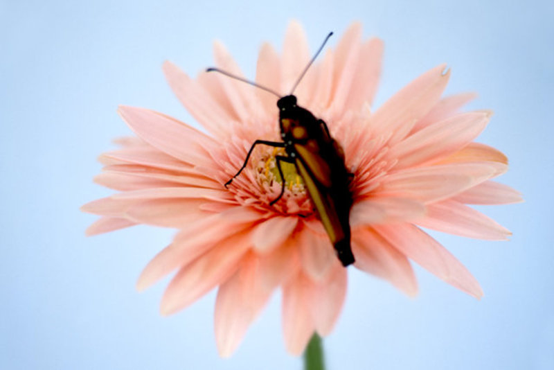 Monarch