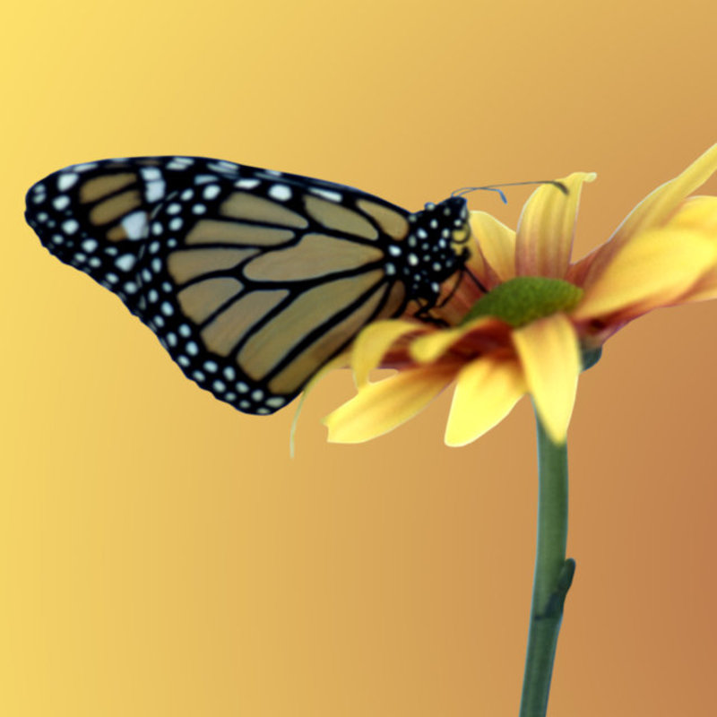 Monarch
