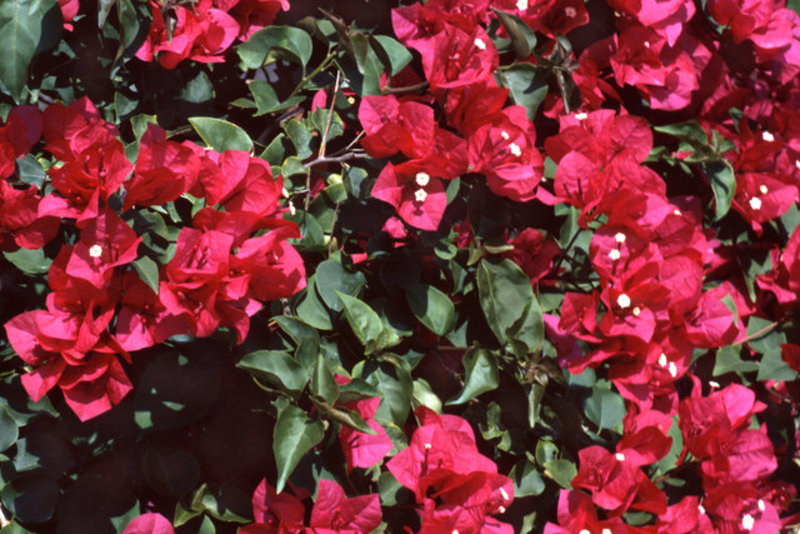 Bougainvillea