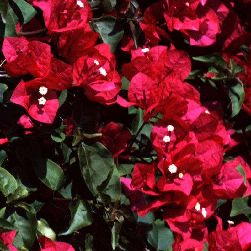 Bougainvillea
