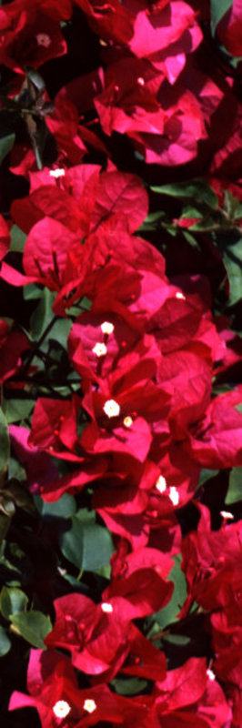 Bougainvillea