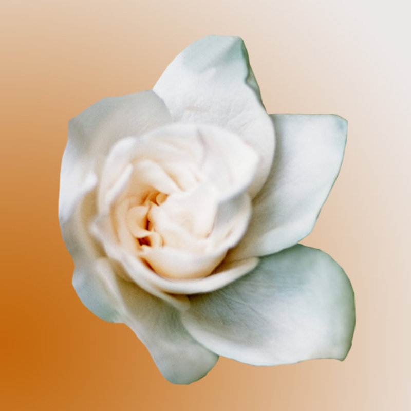 Gardenia