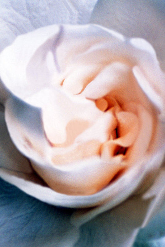 Gardenia