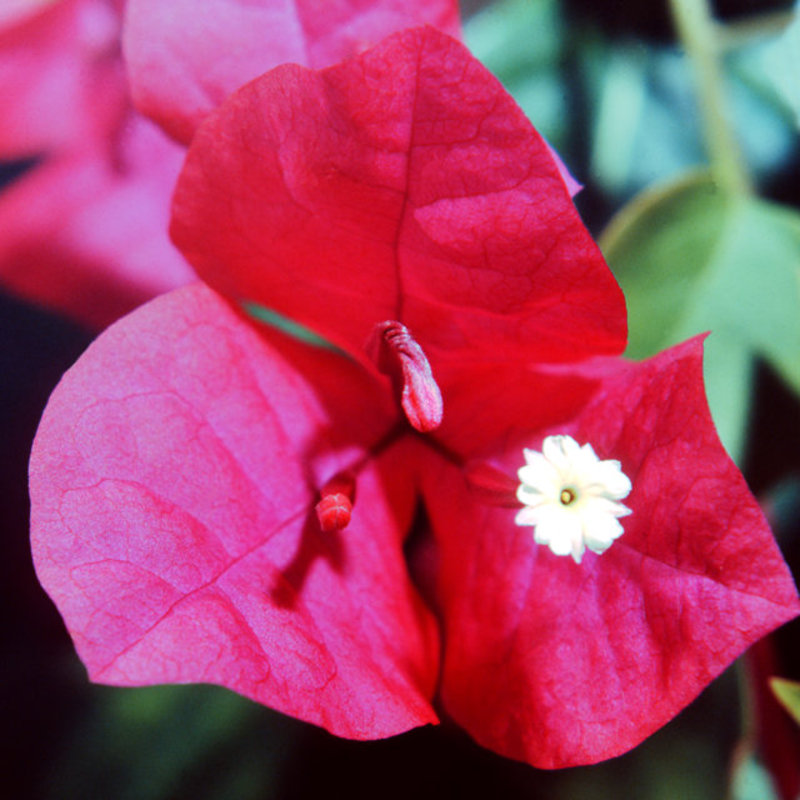Bougainvillea Blossom