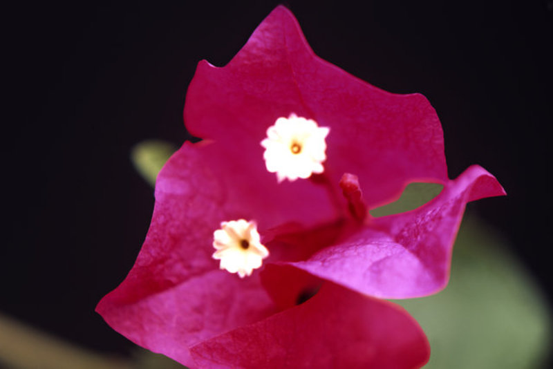 Bougainvillea Blossom