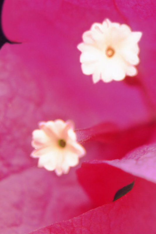 Double Blossom