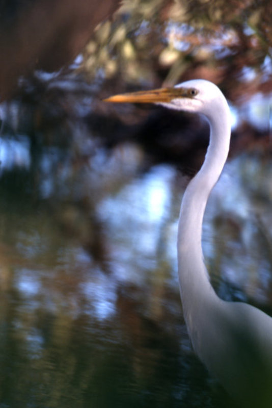White Heron