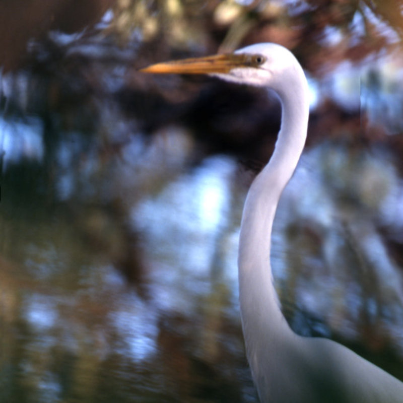 White Heron