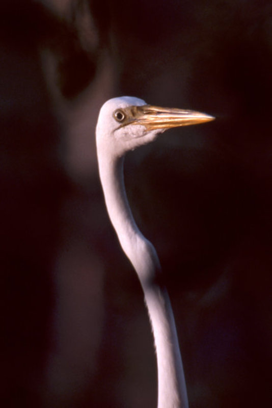 White Heron