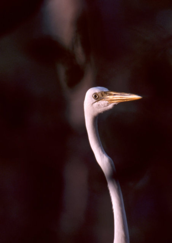 White Heron