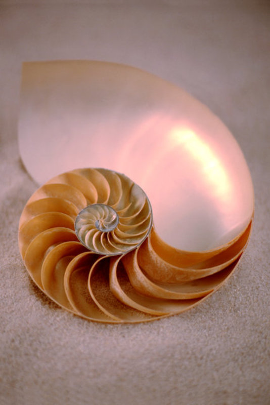 Inside Nautilus