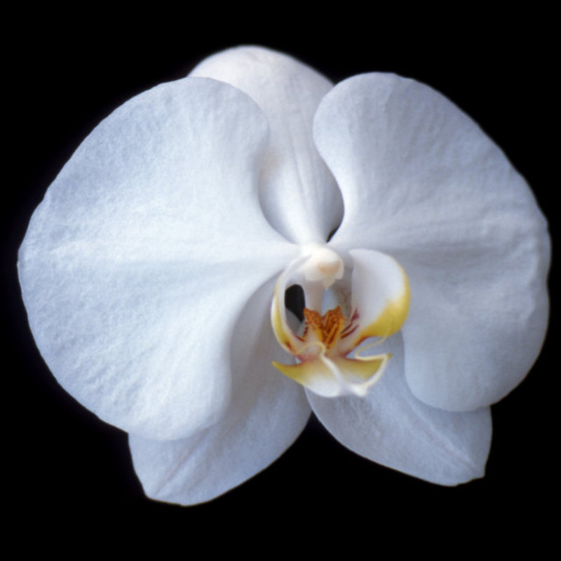 Orchid Blossom