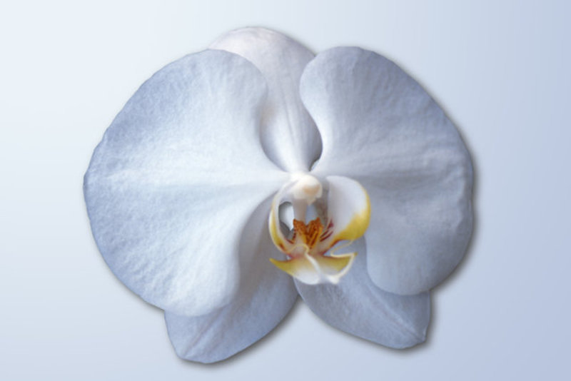 Orchid Blossom