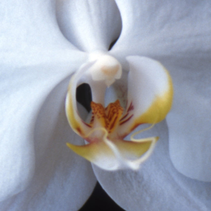 Orchid Blossom