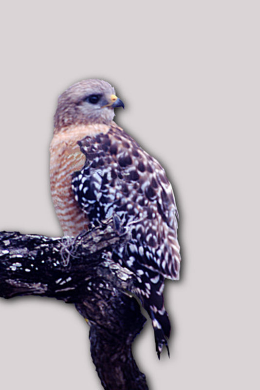 Short-tail Hawk