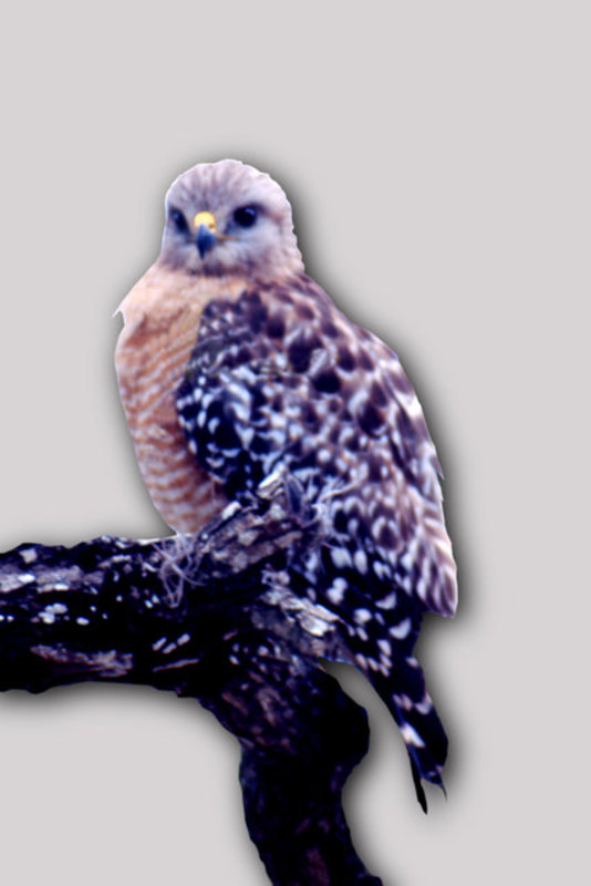 Short-tail Hawk
