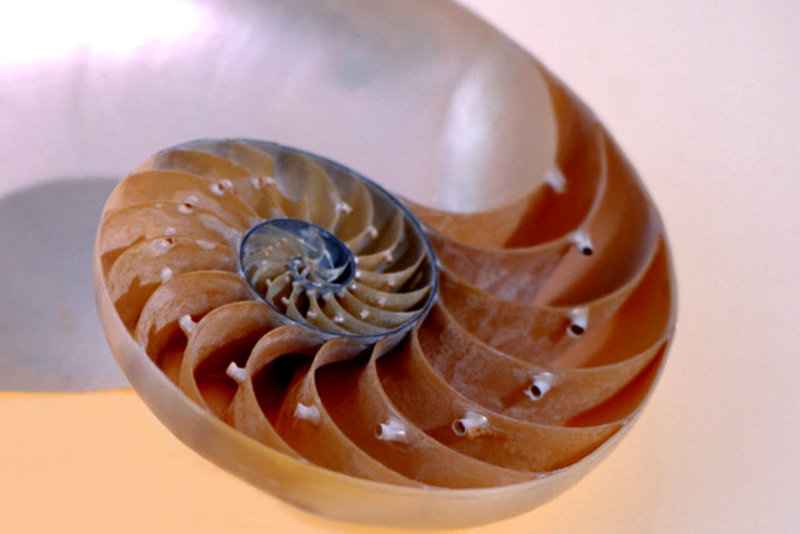 Inside Nautilus