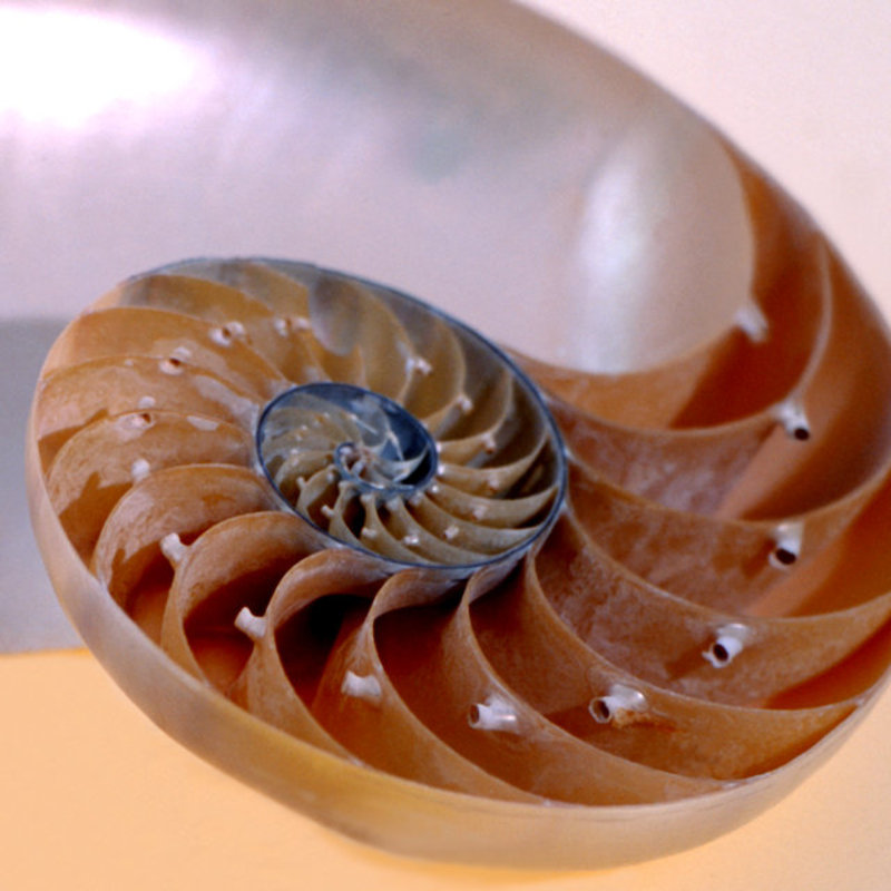 Inside Nautilus