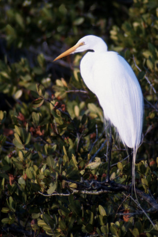 White Heron