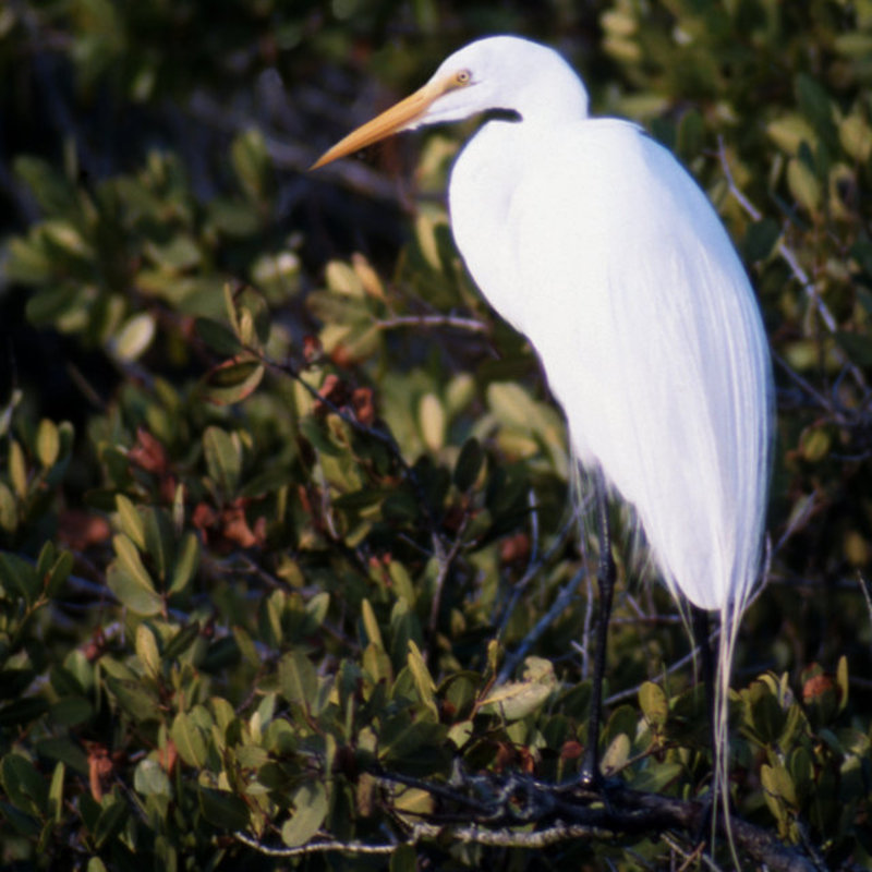 White Heron