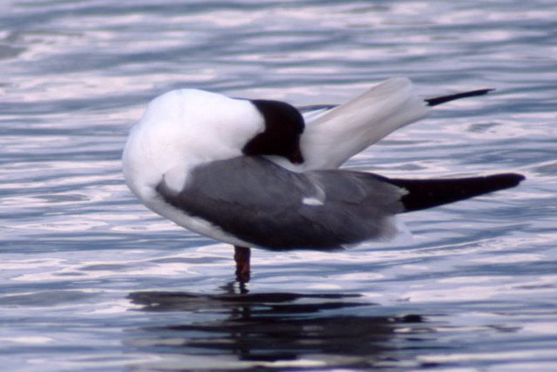 Laughing Gull Scratching it’s back