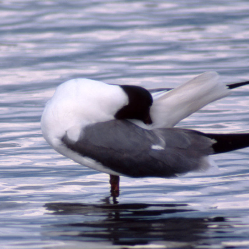 Scratching Gull