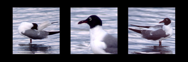 Three Gulls