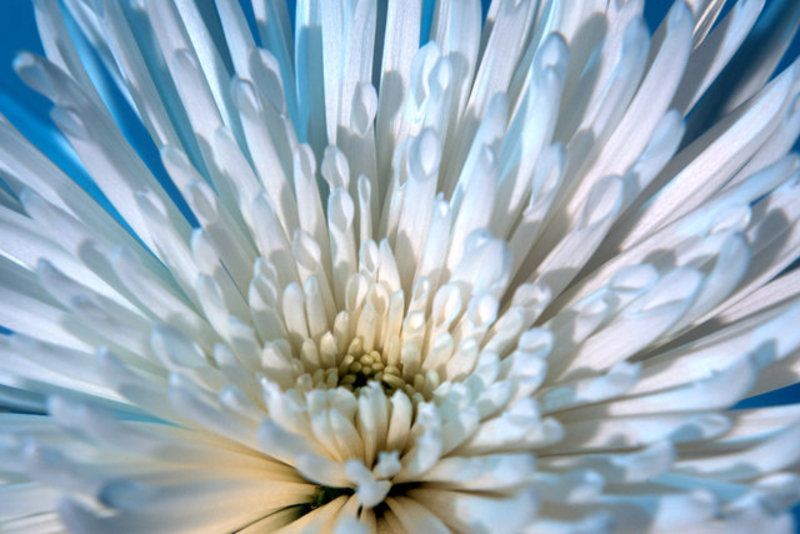 Spider Mum