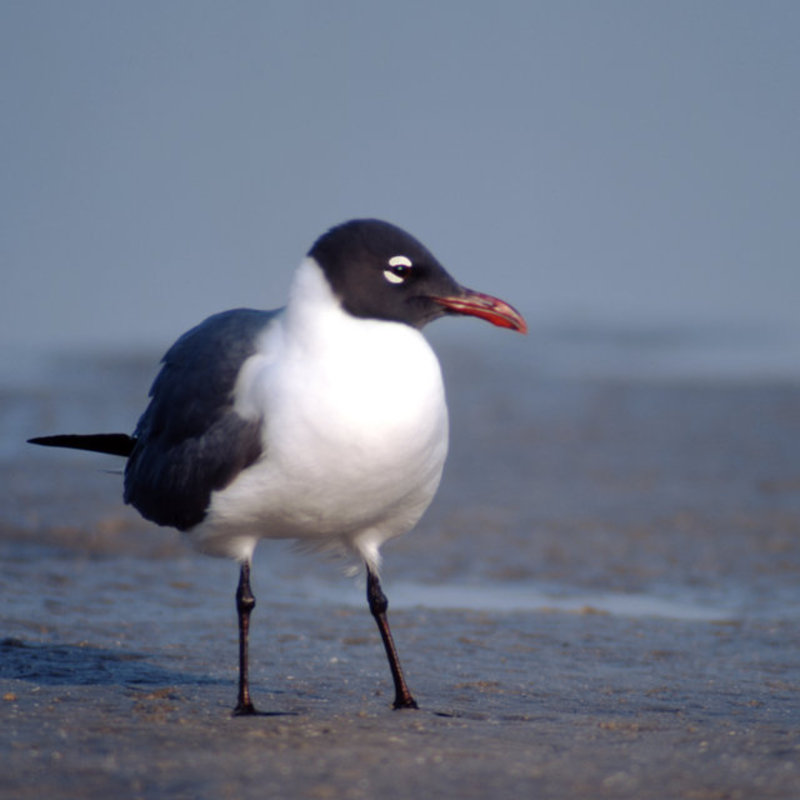 Laughing  Gull