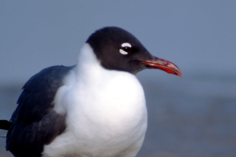 Laughing  Gull