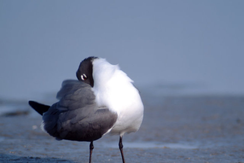 Scratching Gull