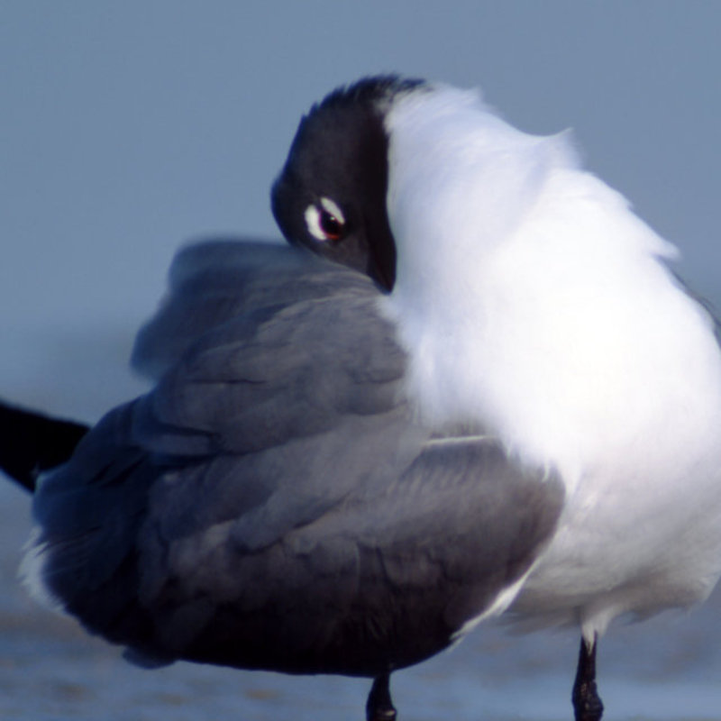 Scratching Gull