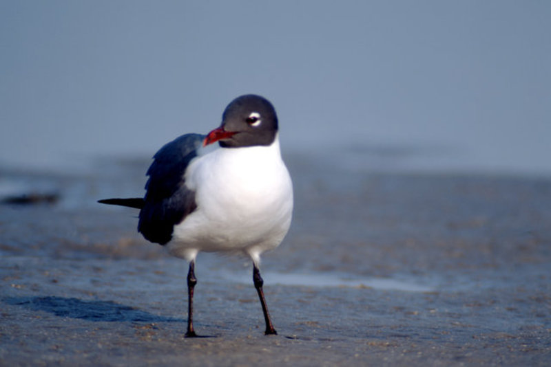 Laughing  Gull