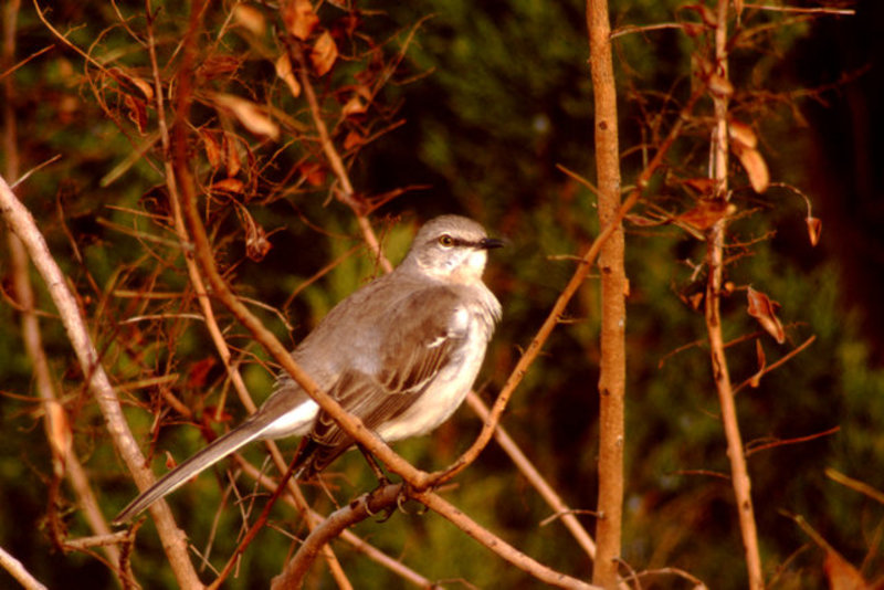 Mockingbird