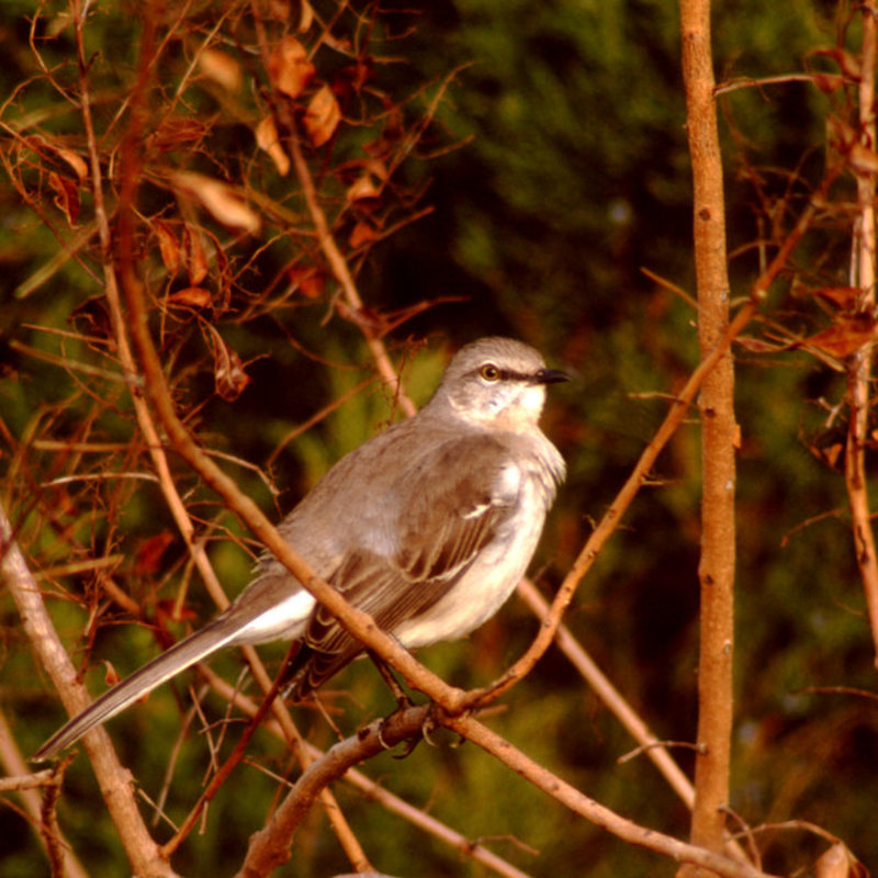  Mockingbird