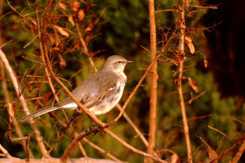 Mockingbird