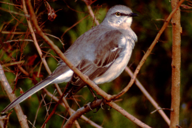 Mockingbird