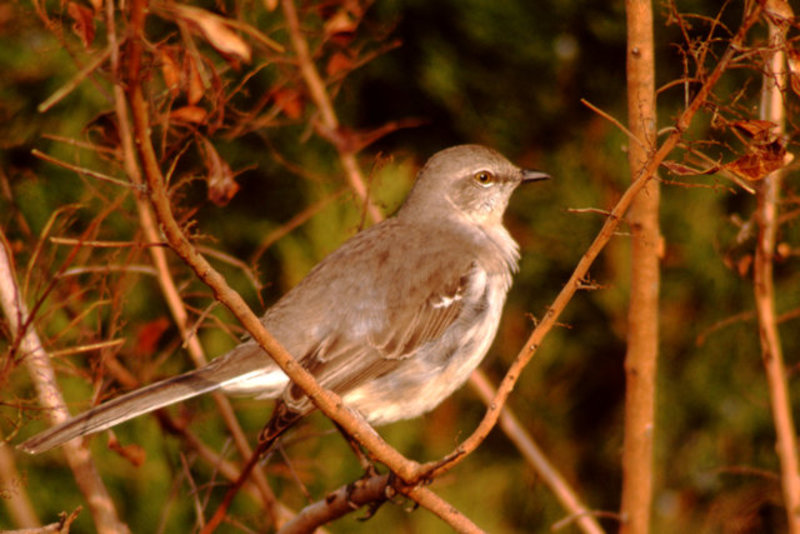 Mockingbird