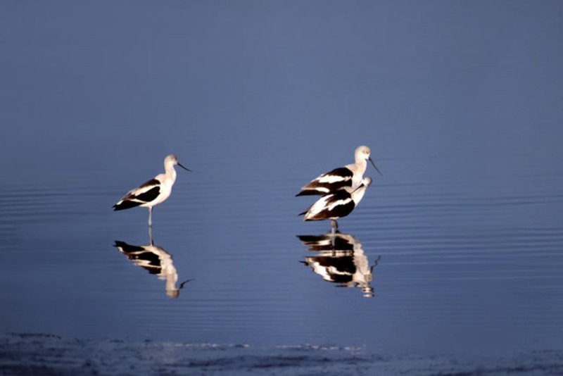 Avocet